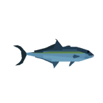Amberjack