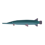Alligator Gar