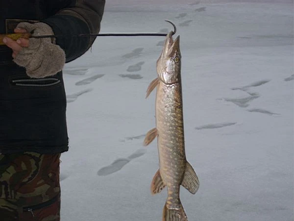 Багорик | Рыболовные принадлежности вики | Fandom