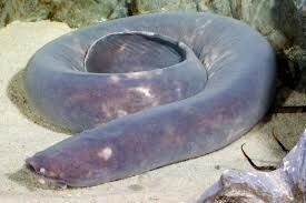 Hagfish.jpg