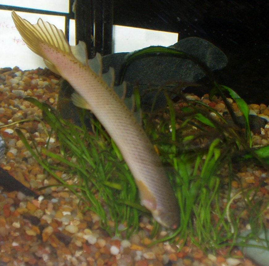 freshwater aquarium catfish species