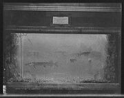 Pike aquarium c1908