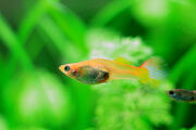 Female guppy (Poecilia reticulata)