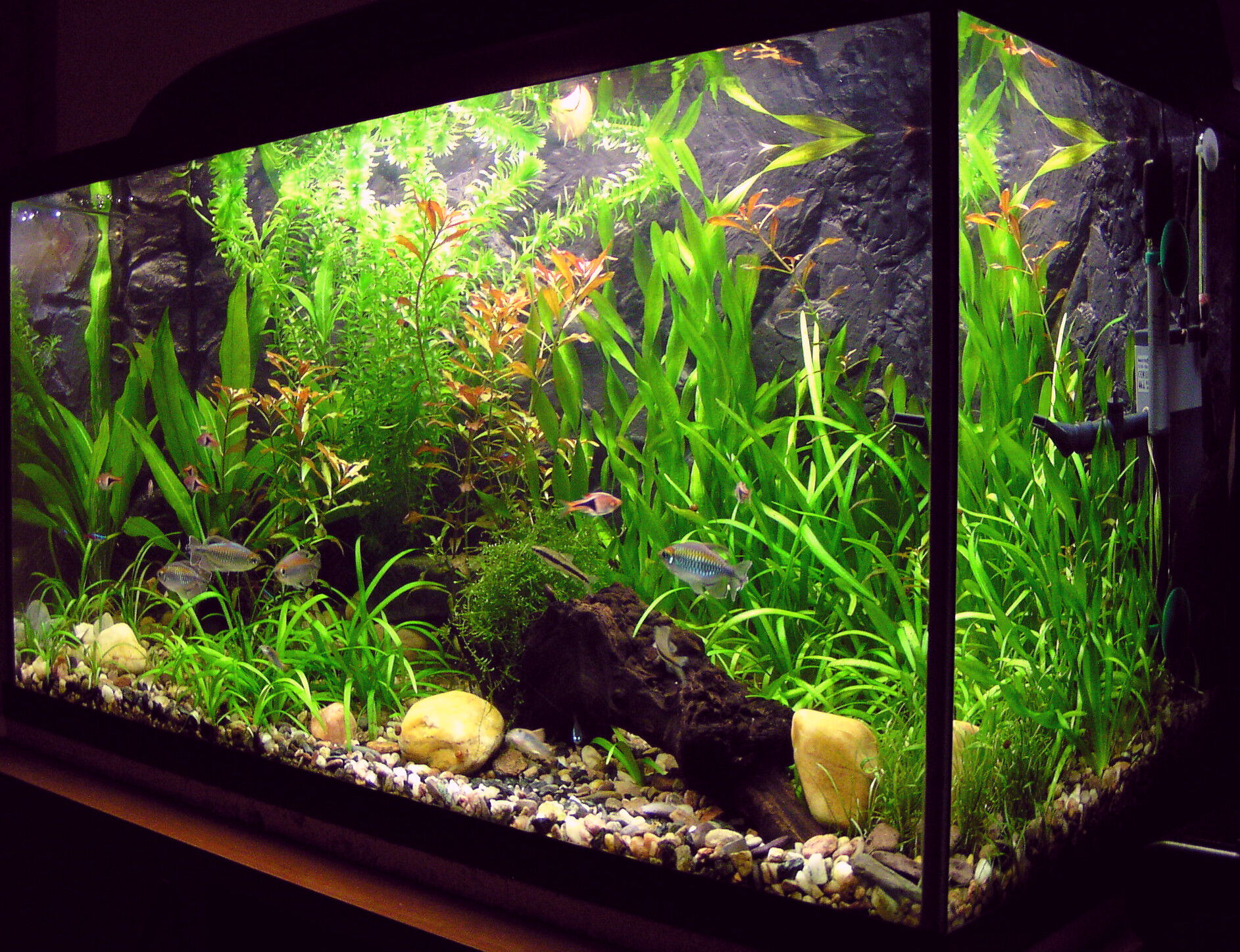  Fish & Aquatic Pets: Pet Supplies: Aquarium DÃ©cor, Aquarium  Pumps & Filters, Aquarium Lights, Food & More