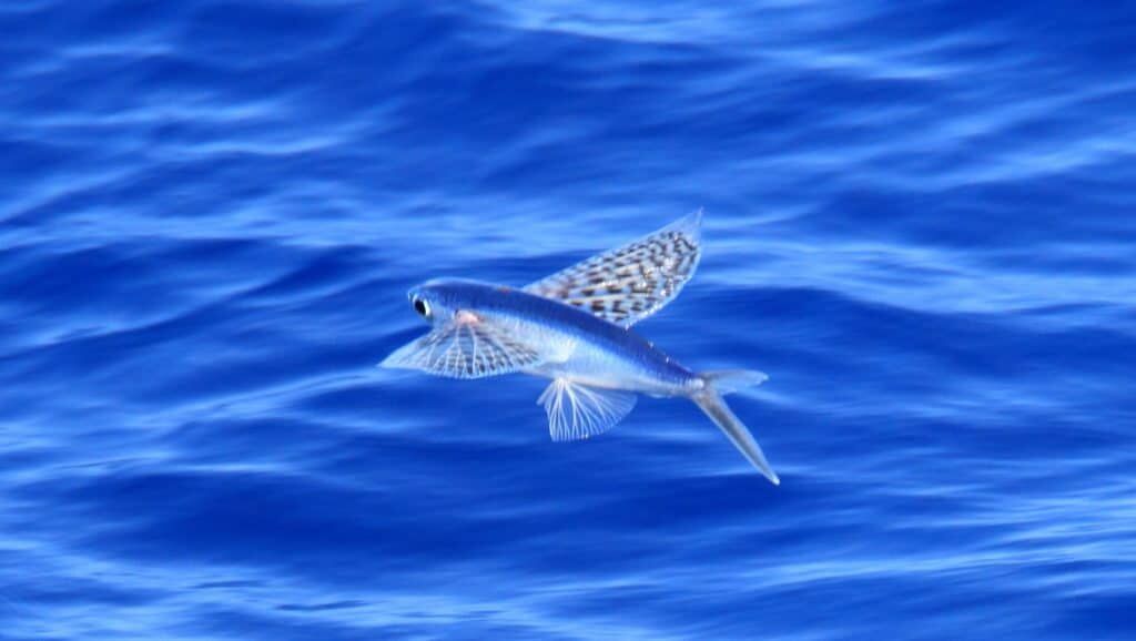 Flying fis.jpg