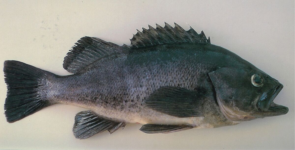 Black Sea Bass | Fishapedia | Fandom