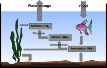 601px-Aquarium Nitrogen Cycle svg.png