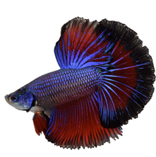 Siamese Fighting Betta Fish. Popular Fish. Fish Keeper S