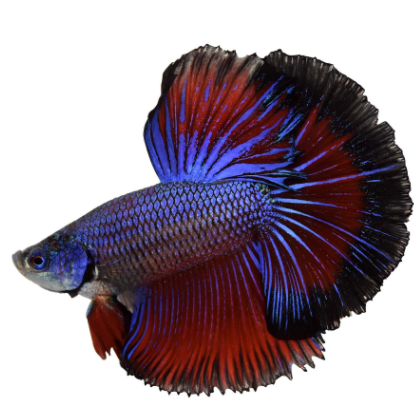 Siamese fighting fish, Fishapedia