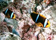 Orange-fin anemonefish (Amphiprion chrysopterus) is one of the few anemonefishes with a white tail.