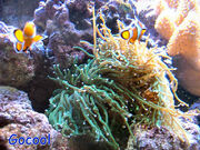 Clownfish In Anemone