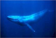 BlueWhale