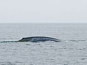 220px-Blue Whale (Balaenoptera musculus) Mysticeti baleen whale