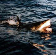 605px-Surfacing great white shark