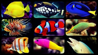 FISH GUIDE IN THE GREAT BARRIER REEF | Fishapedia Wiki | Fandom