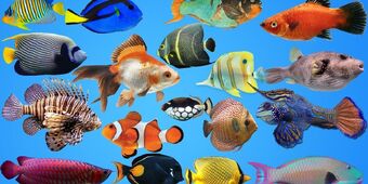 FISHES　GREAT BARRIER REEF and CORAL SEA FISH GUIDE IN THE GREAT BARRIER REEF | Fishapedia Wiki | Fandom