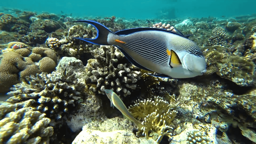 Great Barrier Reef - Coral Sea Marina