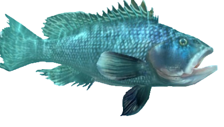 Black Sea Bass | Fishing Clash Wiki | Fandom