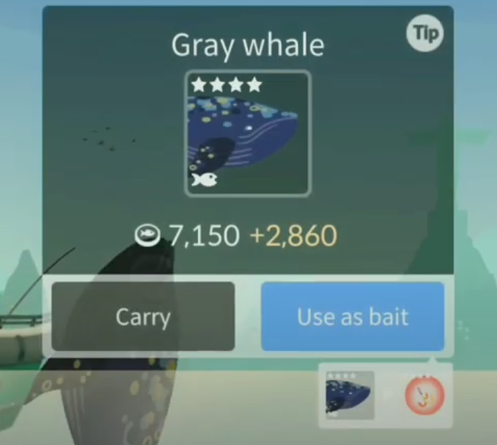 Gray whale, Fishing & life Wiki