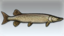 Muskie