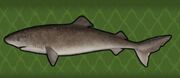 Greenland Shark.jpg