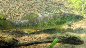 Walleye fishing - Wikipedia