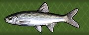 Minnow.jpg