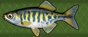 Barred Danio