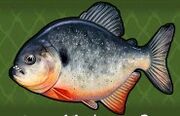 Piranha.jpg