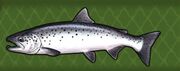 Atlantic Salmon.jpg