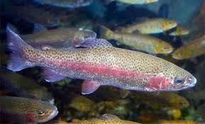 Scott's Species – rainbow trout, somewhere over the rainbow