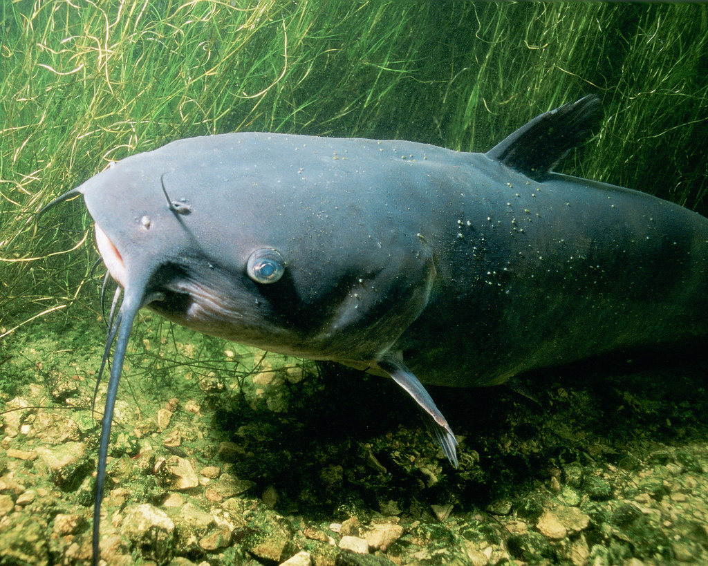 Channel Catfish, Fishing World Wiki