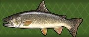 Lake Trout.jpg