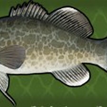 Laguna Lake Fishing World Wiki Fandom The hotel rooms are built around a landscaped swimming pool perfect for sunbathing and refreshing swim and also equipped with scuba diver training facilities. laguna lake fishing world wiki fandom