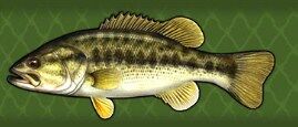 Guadalupe bass - Wikipedia