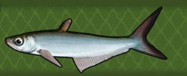 Bacha | Fishing World Wiki | Fandom