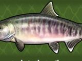 Chum Salmon