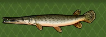 Alligator Gar, Feed and Grow Fish Wikia