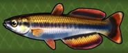 Madagascar Rainbow Fish