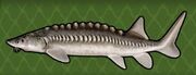 Amur Sturgeon.jpg