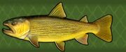 Dorado.jpg