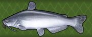 Blue Catfish.jpg