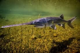 Easily find the Epic American Paddlefish in Real VR Fishing US