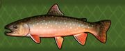 Arctic Char.jpg