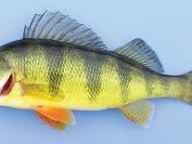 Yellow Perch, Fishing World Wiki