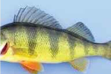 Yellow Perch, Fishing World Wiki