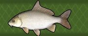 Ghost Carp.jpg
