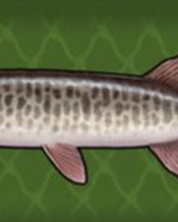 Muskie Fishing World Wiki Fandom