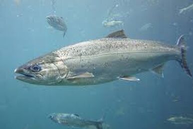 Coho Salmon, Fishing World Wiki