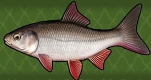 Ide | Fishing World Wiki | Fandom